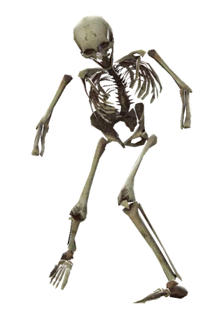 Skeleton